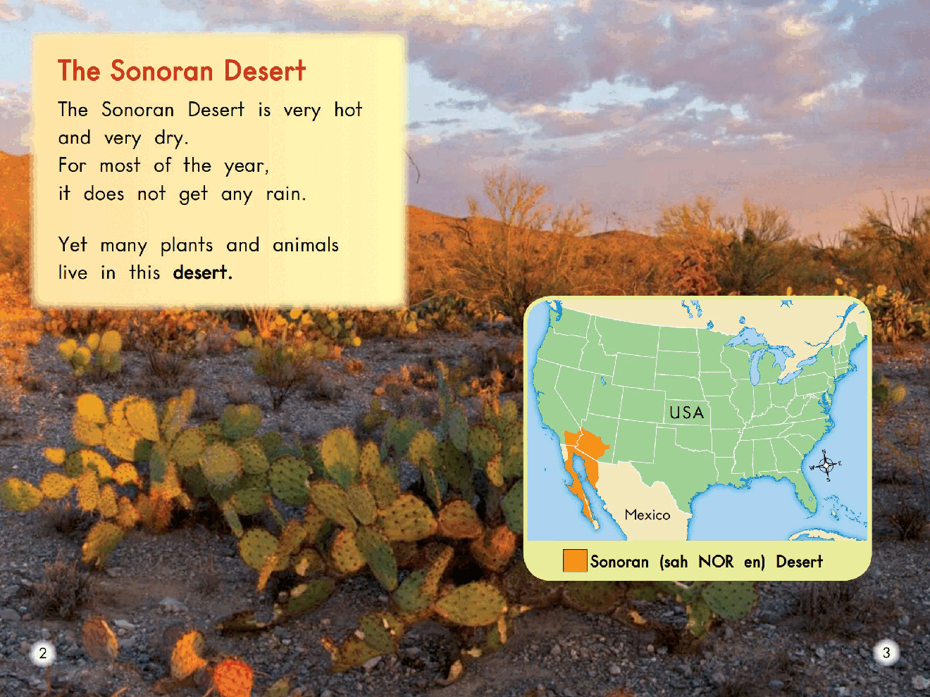 英国海尼曼G2级英语启蒙绘本77 All About the Sonoran Desert.pdf,第4页预览