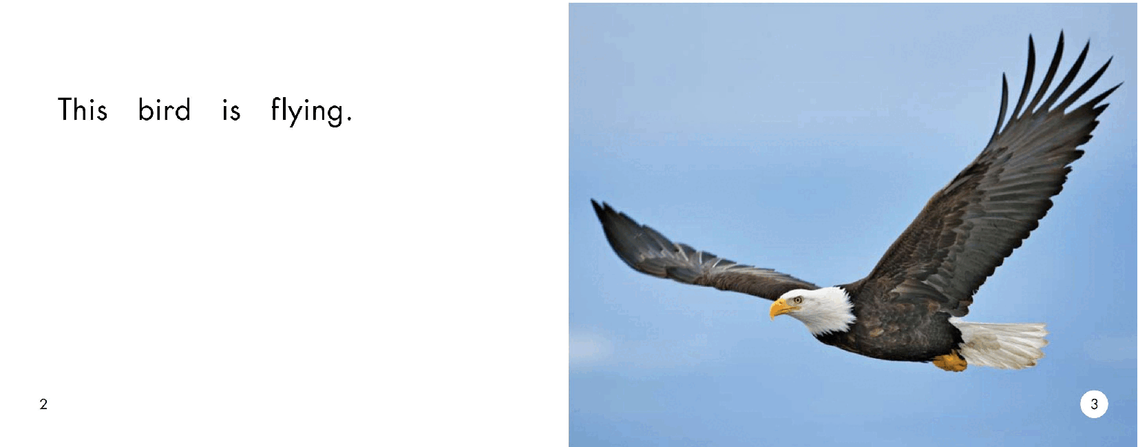 英国海尼曼GK级英语启蒙绘本058Birds.pdf,第4页预览