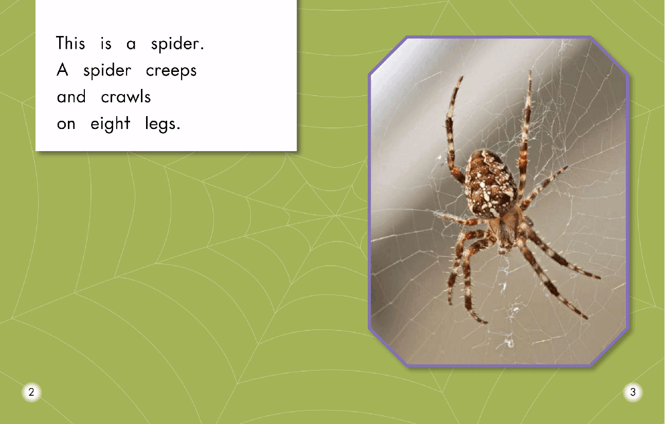 英国海尼曼G2级英语启蒙绘本74 All About Spiders.pdf,第4页预览