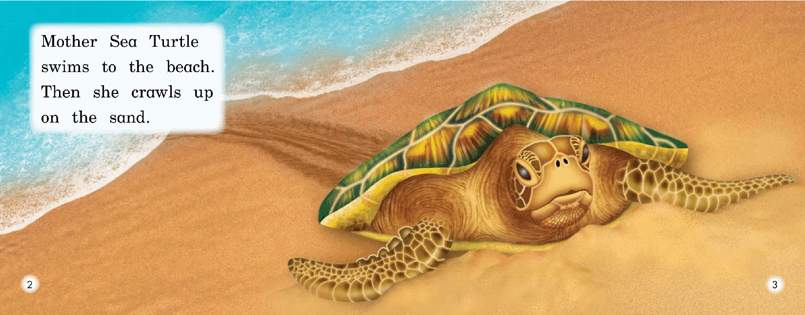 英国海尼曼G2级英语启蒙绘本39 Mother Sea Turtle.pdf,第4页预览