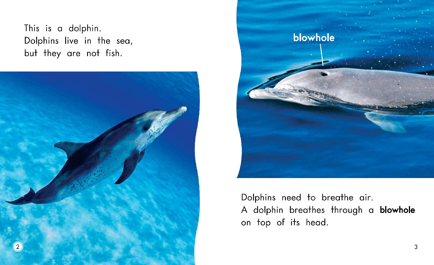 英国海尼曼G1级英语启蒙绘本103 All About Dolphins.pdf,第4页预览