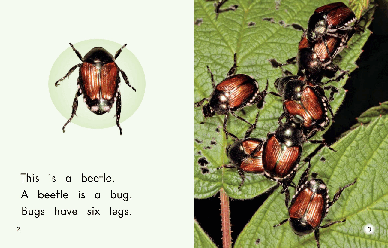 英国海尼曼G2级英语启蒙绘本60 All About Bugs.pdf,第4页预览