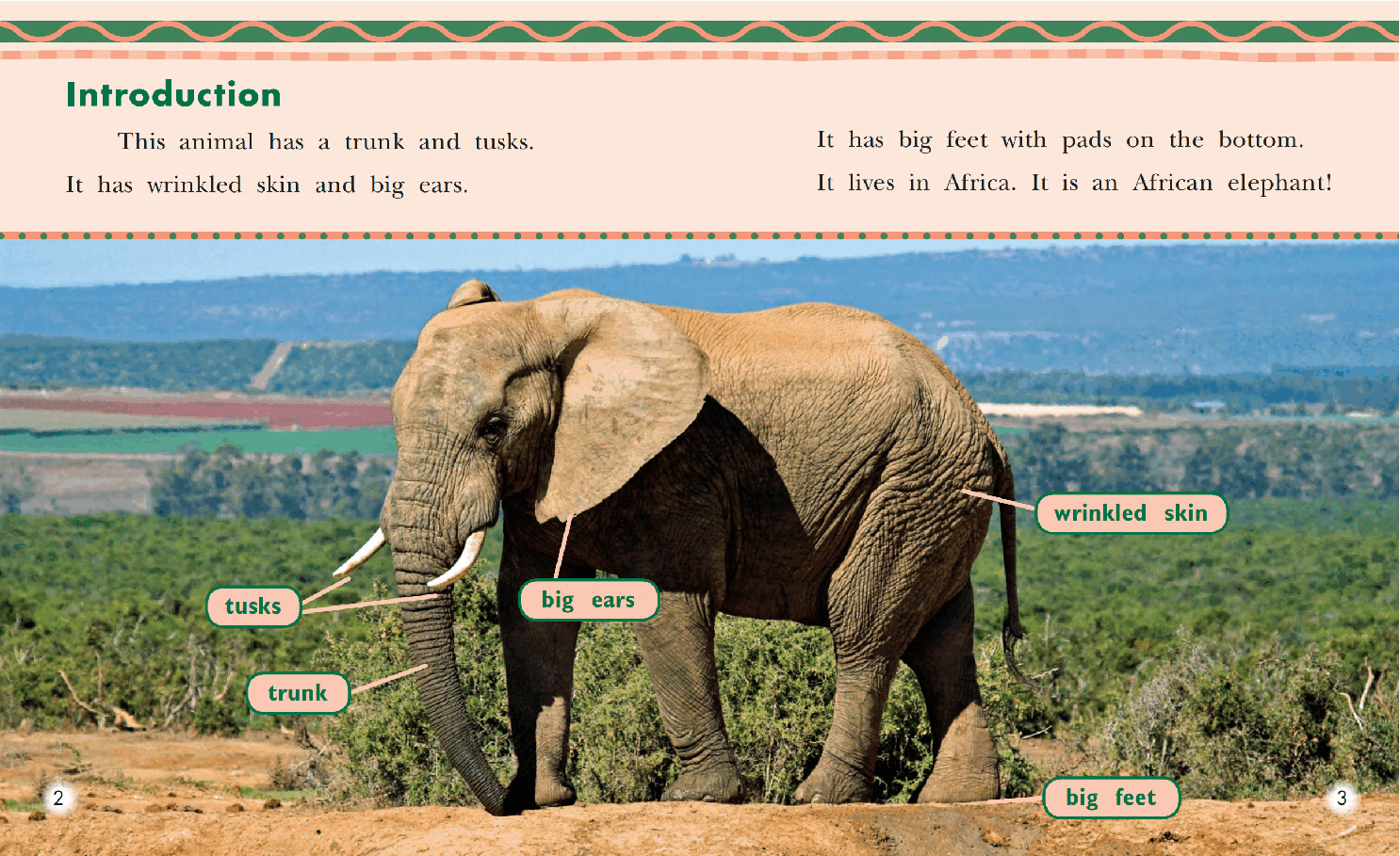 英国海尼曼G2级英语启蒙绘本85 All About African Elephants.pdf,第4页预览