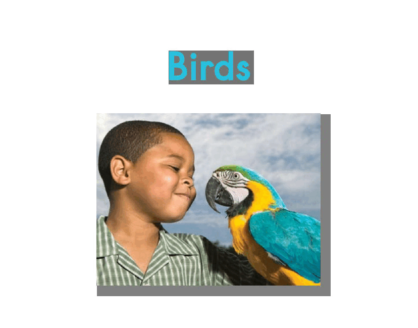 英国海尼曼GK级英语启蒙绘本058Birds.pdf,第3页预览