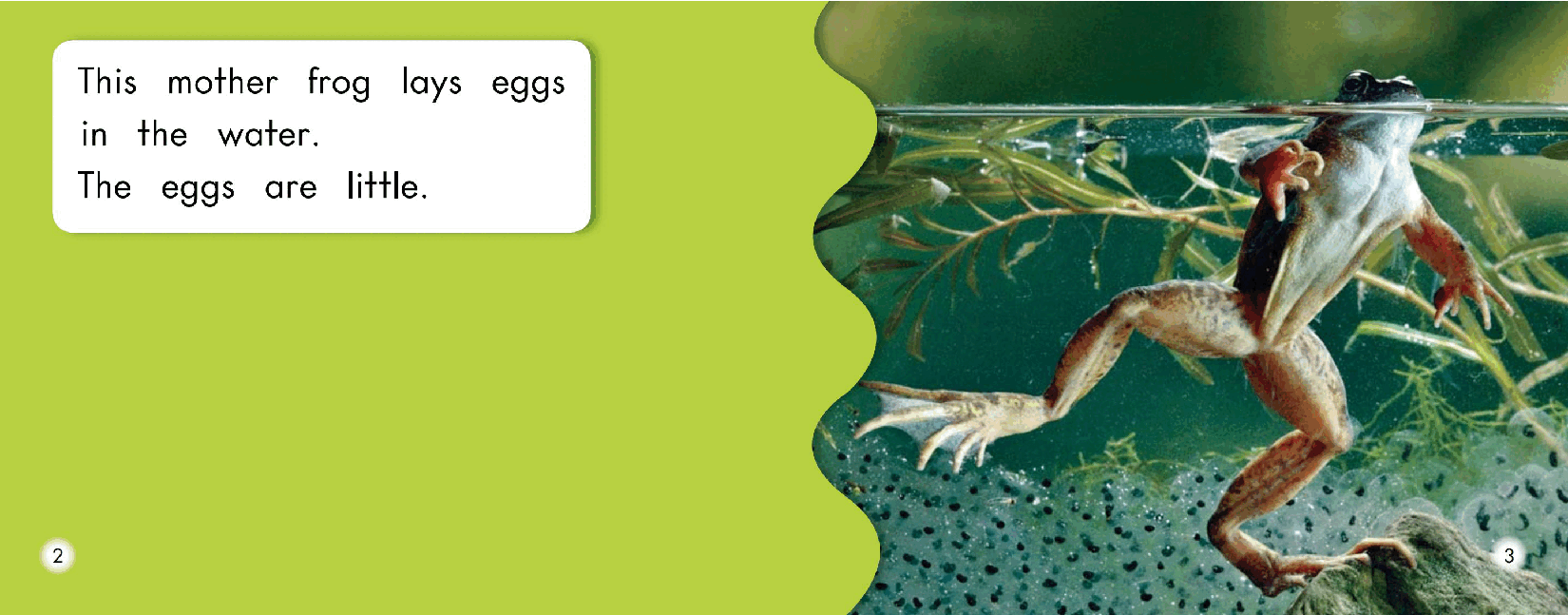 英国海尼曼G1级英语启蒙绘本79 How Frogs Grow.pdf,第4页预览