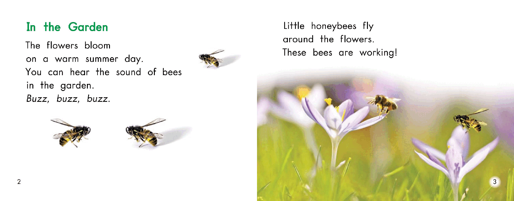 英国海尼曼G1级英语启蒙绘本99 All About Honey bees.pdf,第4页预览