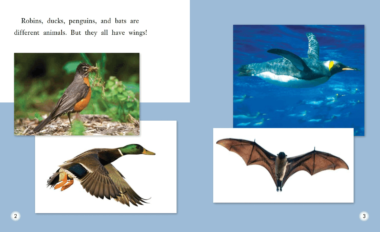 英国海尼曼G2级英语启蒙绘本120 Animals with Wings.pdf,第4页预览