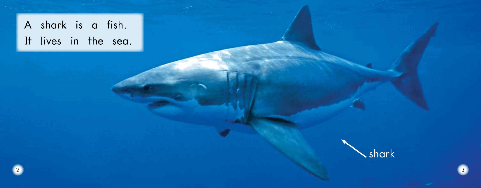 英国海尼曼G2级英语启蒙绘本31 All About Sharks.pdf,第4页预览