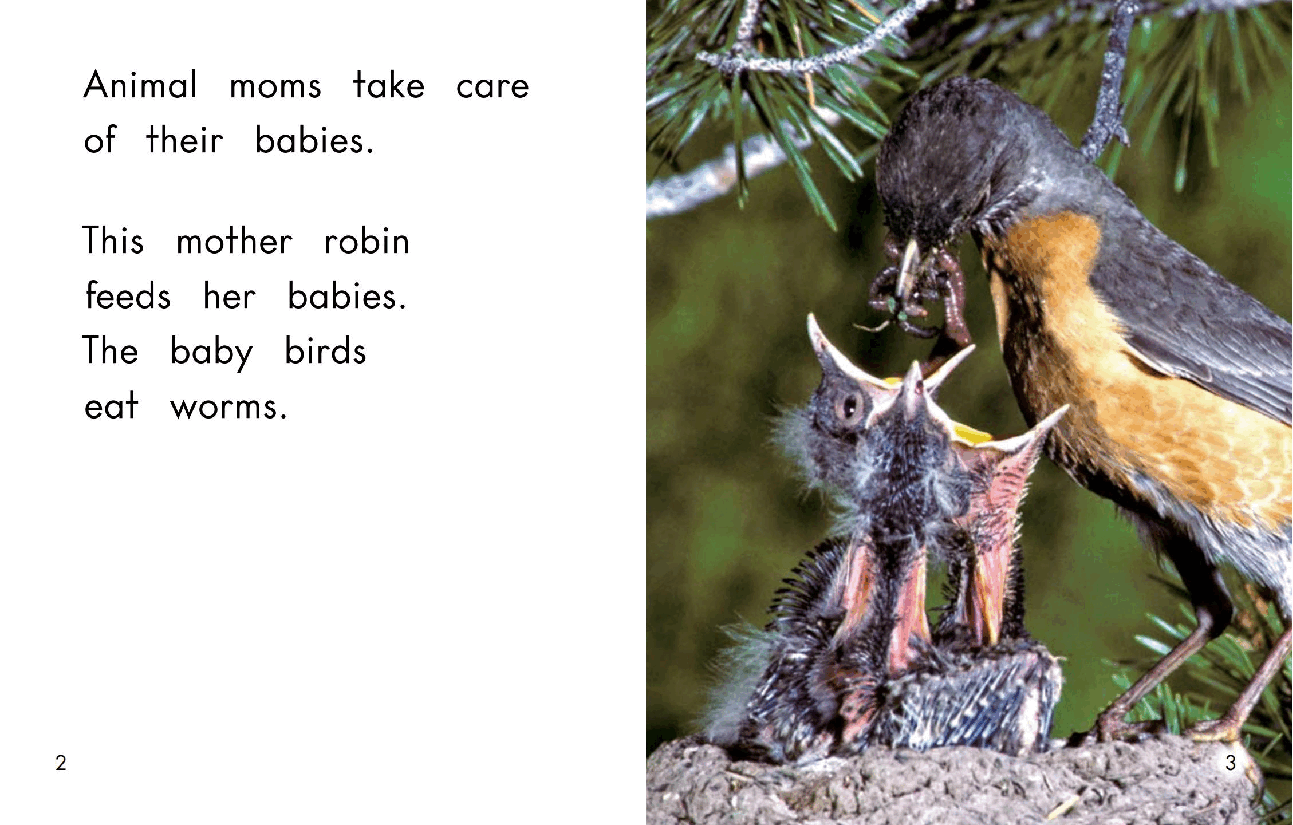 英国海尼曼G1级英语启蒙绘本88 All About Animal Babies.pdf,第4页预览