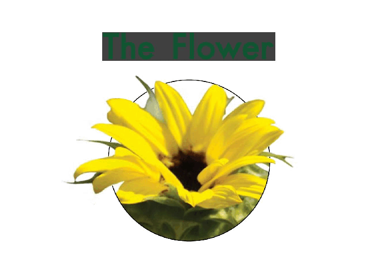 英国海尼曼GK级英语启蒙绘本030TheFlower.pdf,第3页预览