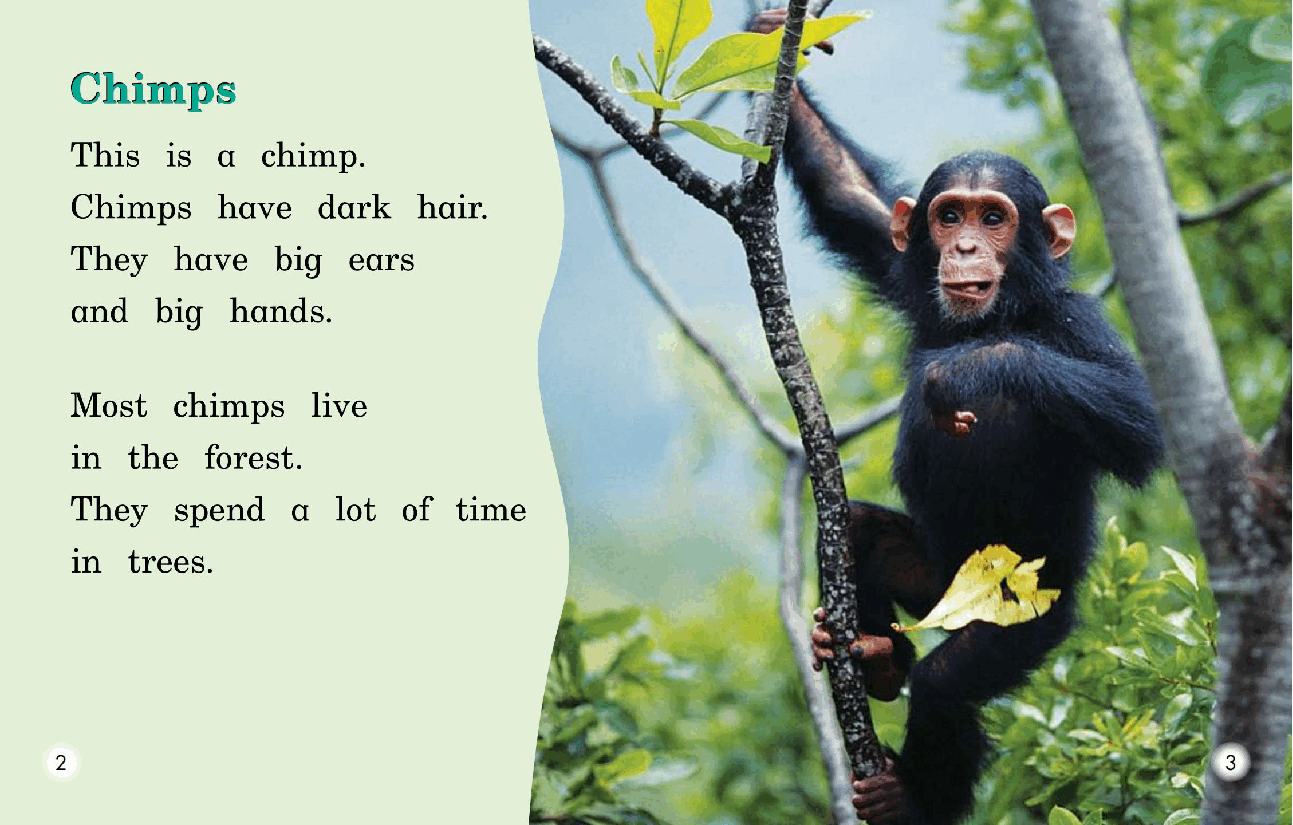 英国海尼曼G1级英语启蒙绘本108 All About Chimps.pdf,第4页预览