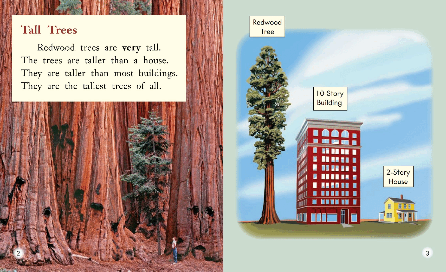 英国海尼曼G2级英语启蒙绘本86 All About Red wood Trees.pdf,第4页预览