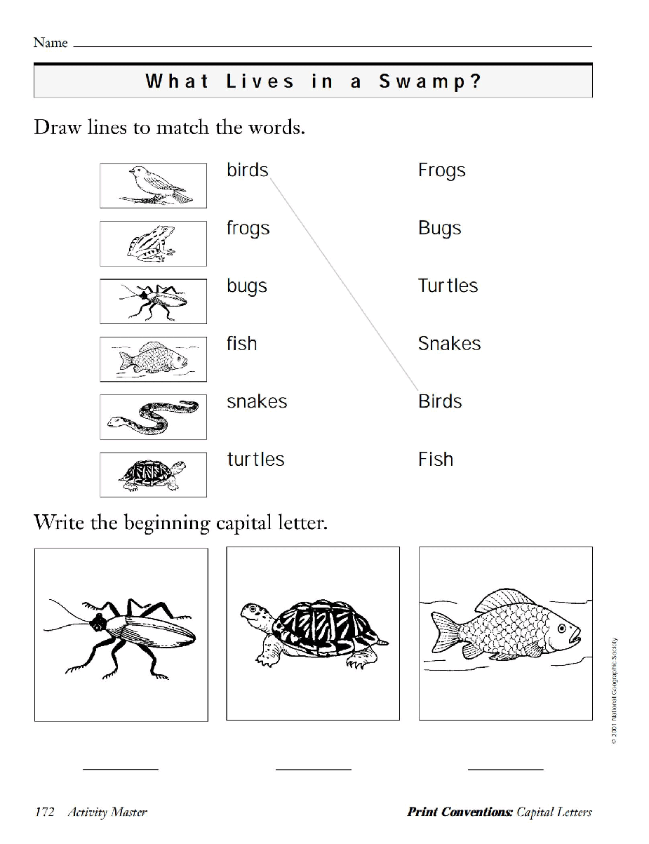 国家地理少儿百科入门级Emergent06 what lives in a swamp 教学指导.pdf,第3页预览