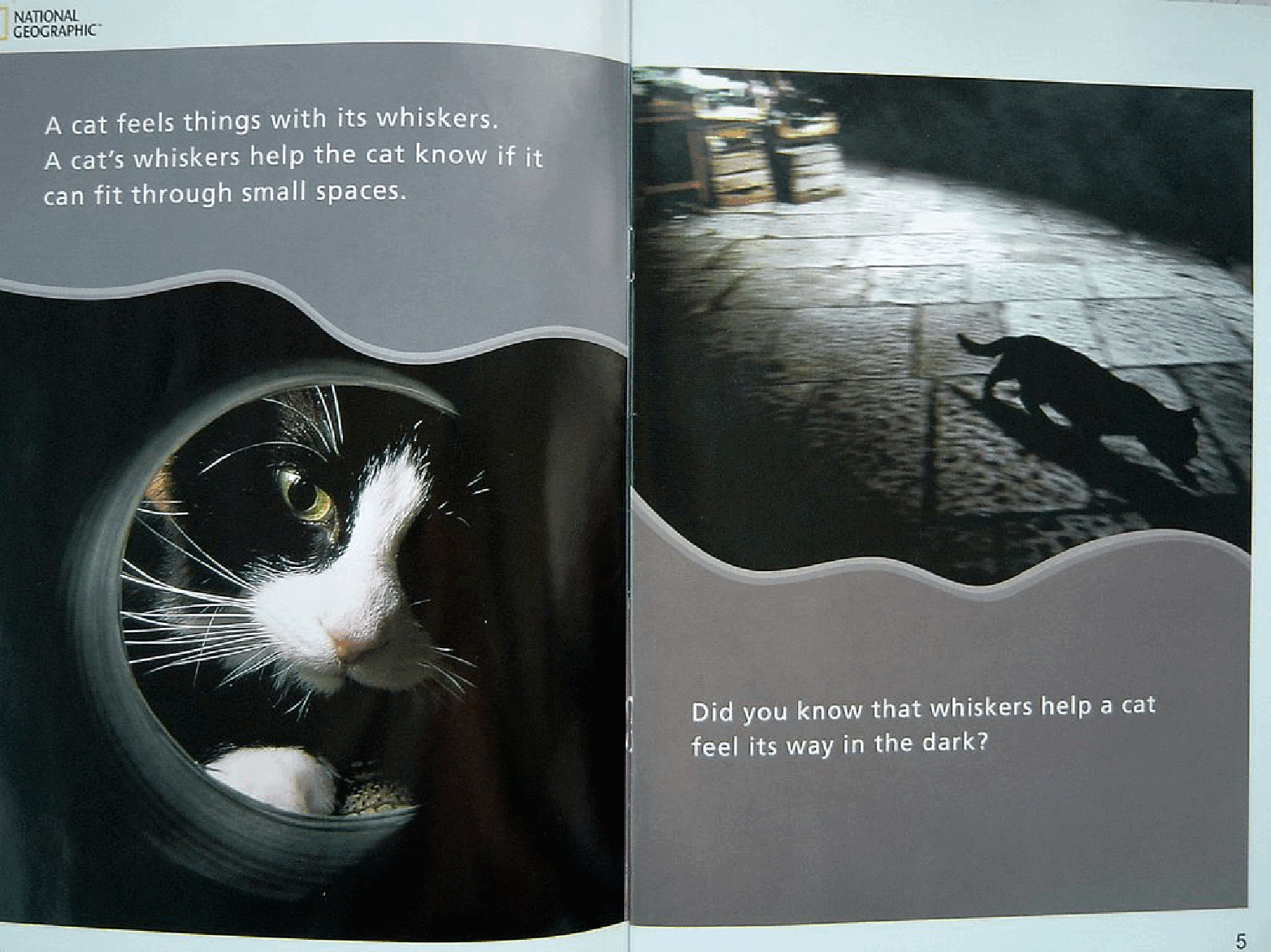 国家地理百科流利级英文绘本Fluent13 a cat's whiskers 课文.pdf,第4页预览