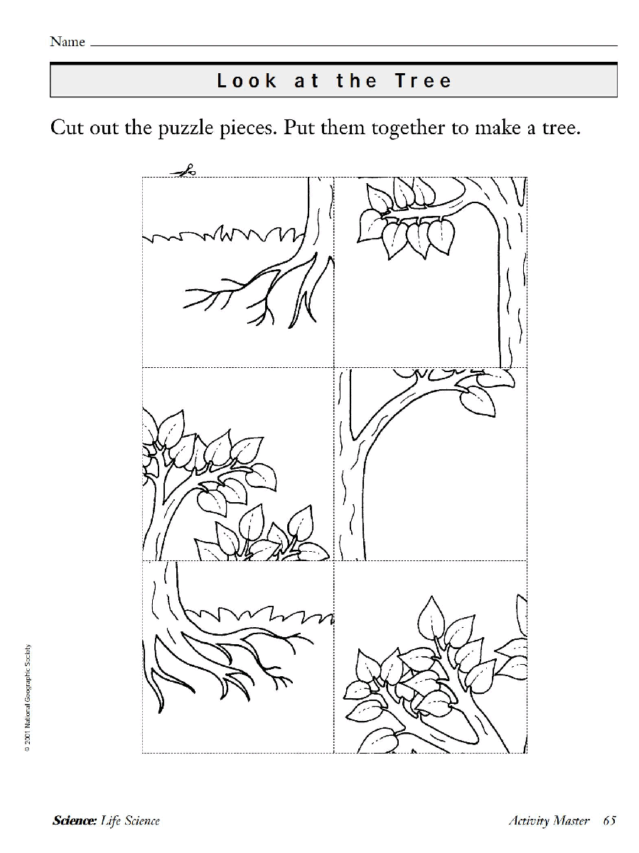 国家地理少儿百科入门级Emergent02 look at the tree 教学指导.pdf,第4页预览