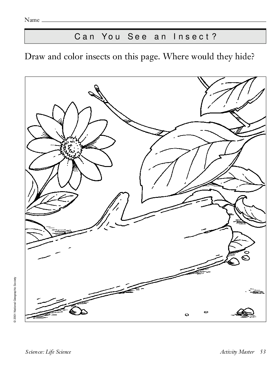 国家地理百科流利级英文绘本Fluent05 can you see an insect 教学指导.pdf,第4页预览