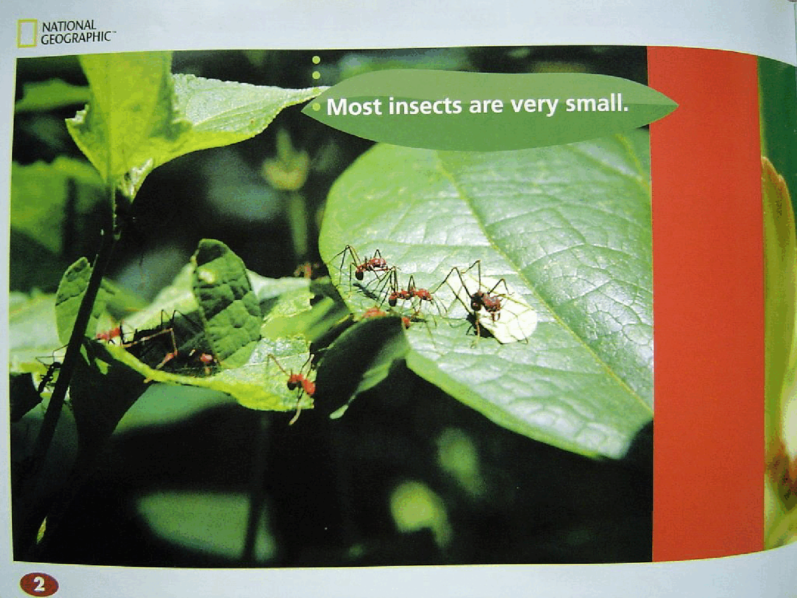 国家地理百科流利级英文绘本Fluent05 can you see an insect 课文.pdf,第4页预览