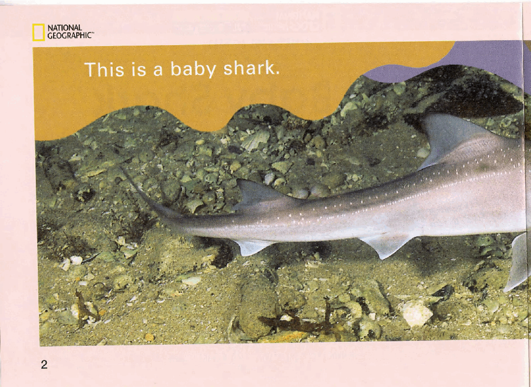 国家地理少儿百科入门级Emergent11 the baby shark 课文.pdf,第4页预览