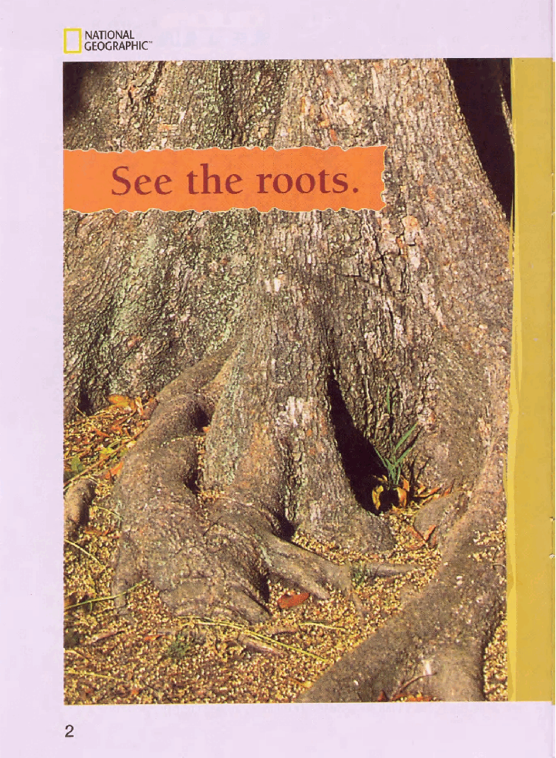 国家地理少儿百科入门级Emergent02 look at the tree 课文.pdf，第4页预览