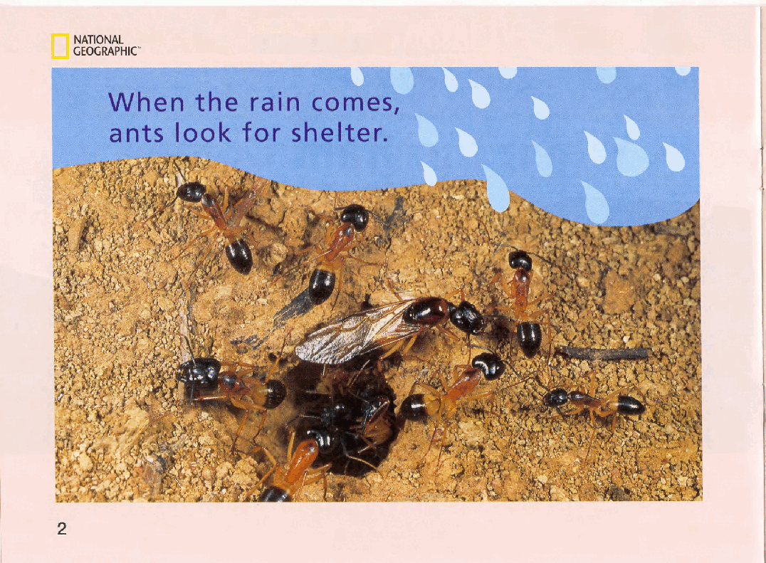 国家地理少儿百科入门级Emergent12 when the rain comes 课文.pdf，第4页预览