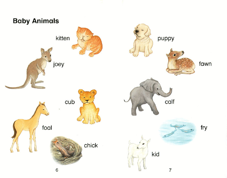 启蒙英语绘本Baby Animals.pdf,第4页预览