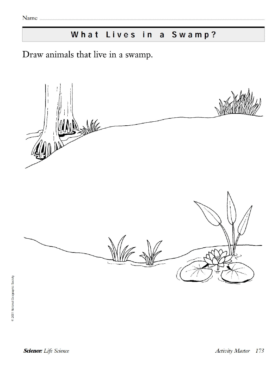 国家地理少儿百科入门级Emergent06 what lives in a swamp 教学指导.pdf,第4页预览