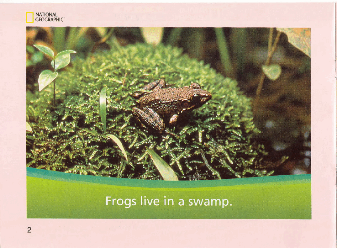 国家地理少儿百科入门级Emergent06 what lives in a swamp 课文.pdf,第4页预览