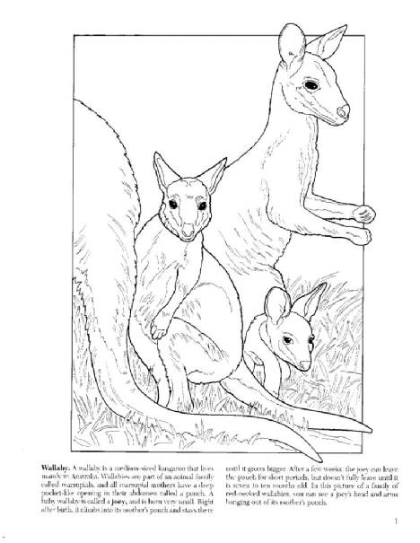 Dover Coloring Book - Baby Animals Coloring Book (LQ).pdf,第2页预览