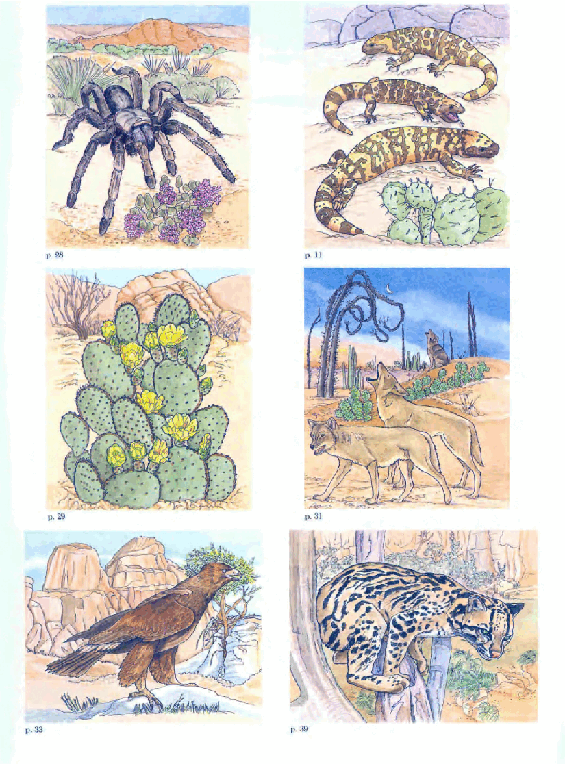 Dover Coloring Book - North American Desert Life Coloring Book (1994).pdf,第2页预览