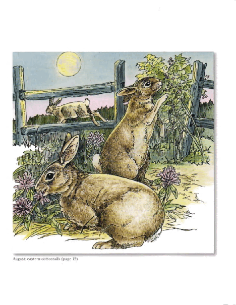 Dover Coloring Book - A Walk In The Woods (2003) (LQ).pdf,第2页预览