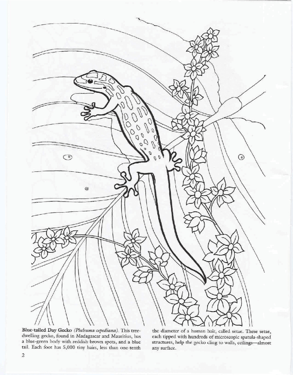 Dover Coloring Book - Lizards.pdf,第3页预览
