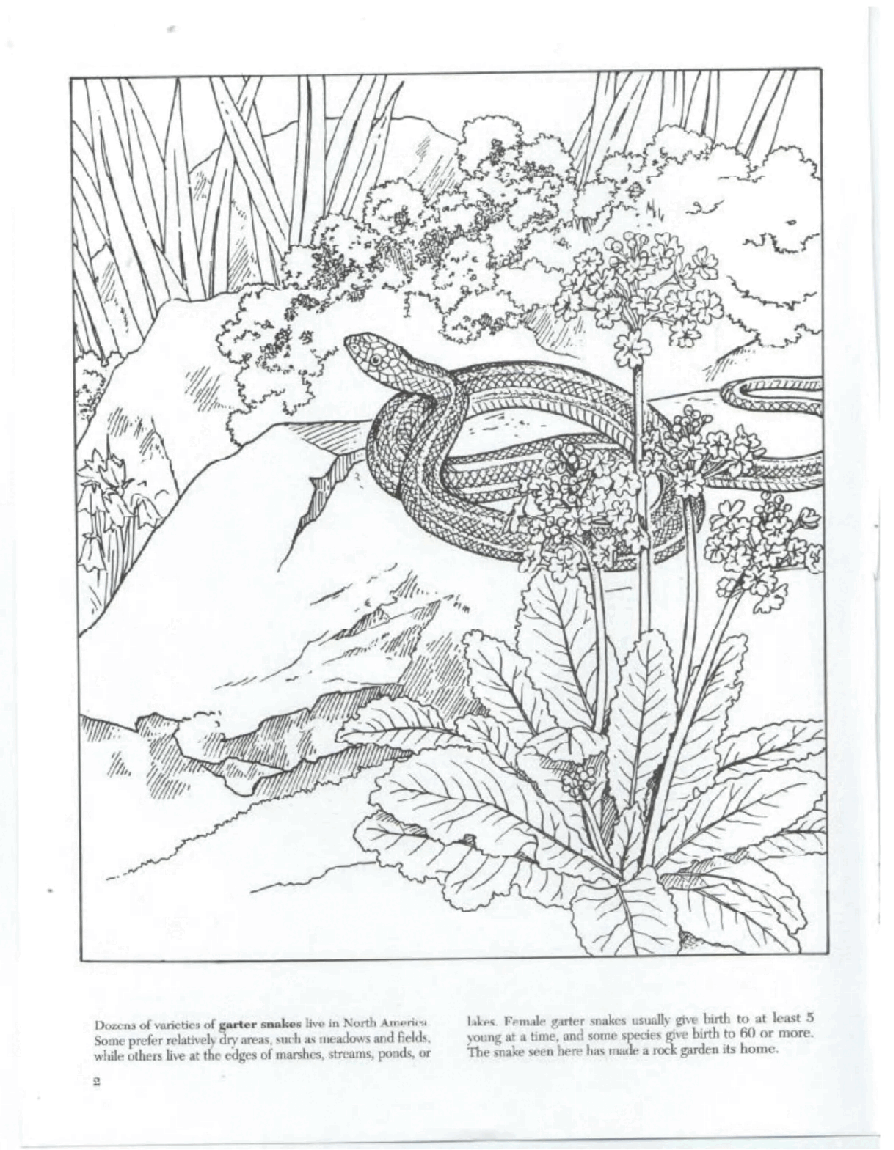 Dover Coloring Book - Backyard Nature Coloring Book (LQ).pdf,第4页预览