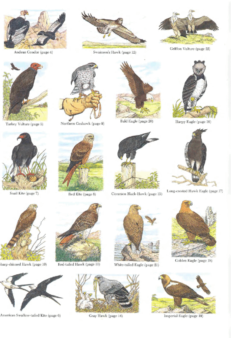 Dover Coloring Book - Birds Of Prey Coloring Book (1989).pdf,第2页预览