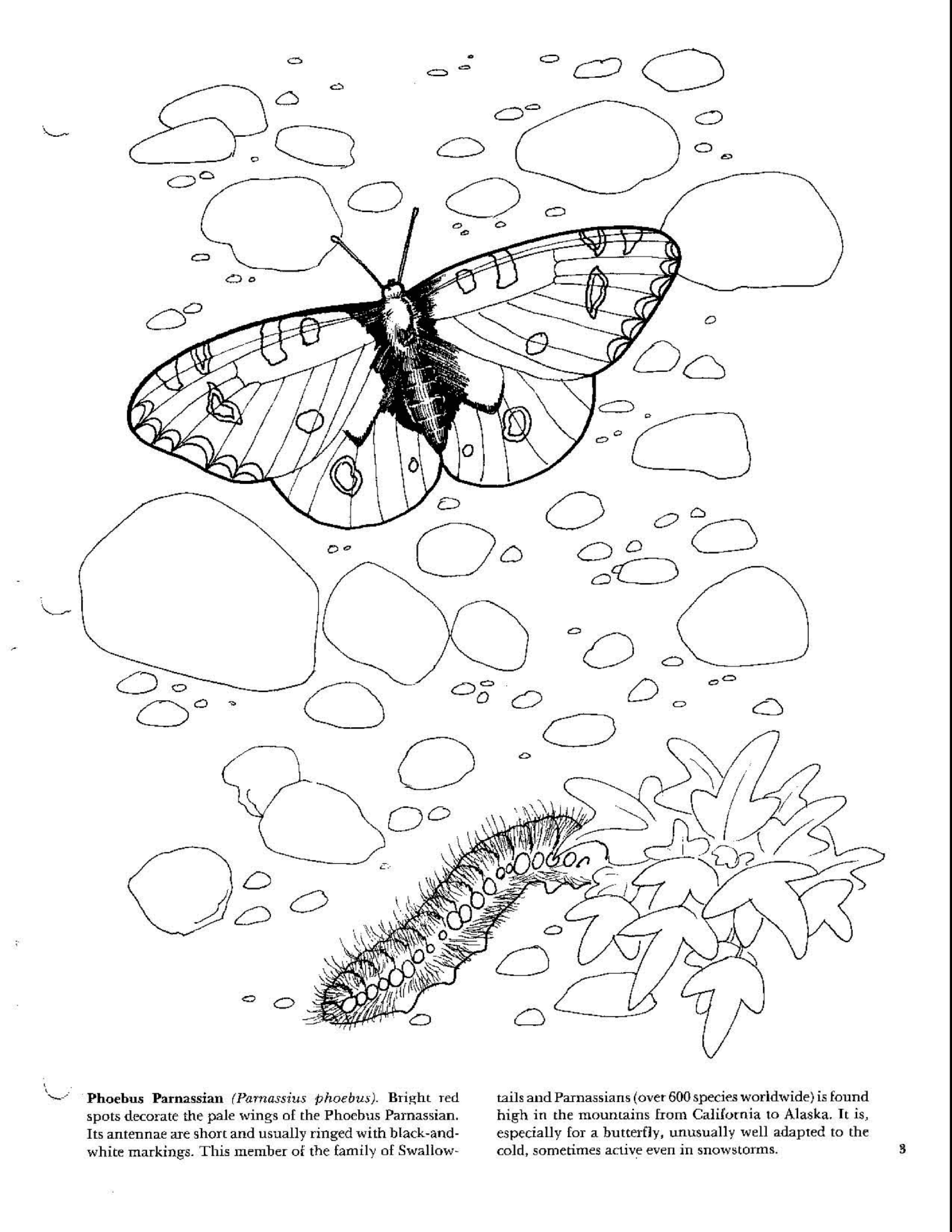 Dover Coloring Book - Butterflies Coloring Book (1992) (LQ).pdf,第4页预览