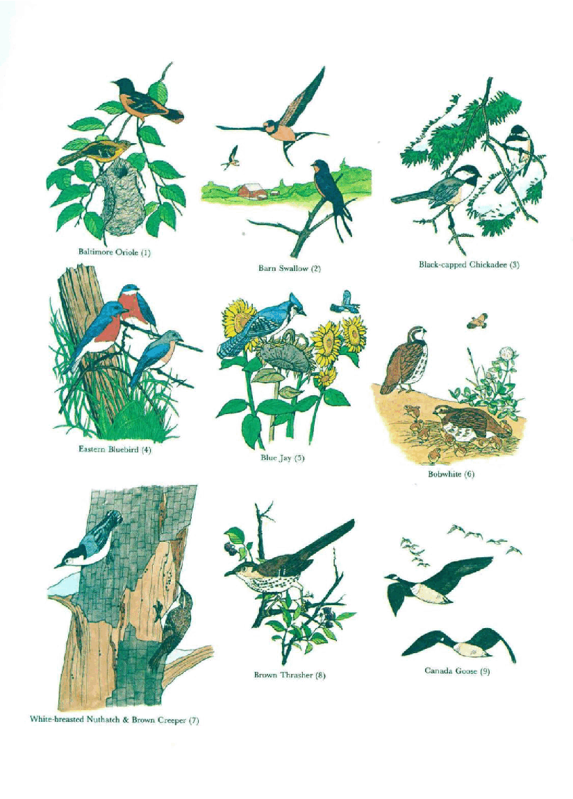 Dover Coloring Book - Fifty Favorite Birds Coloring Book (1982).pdf,第2页预览