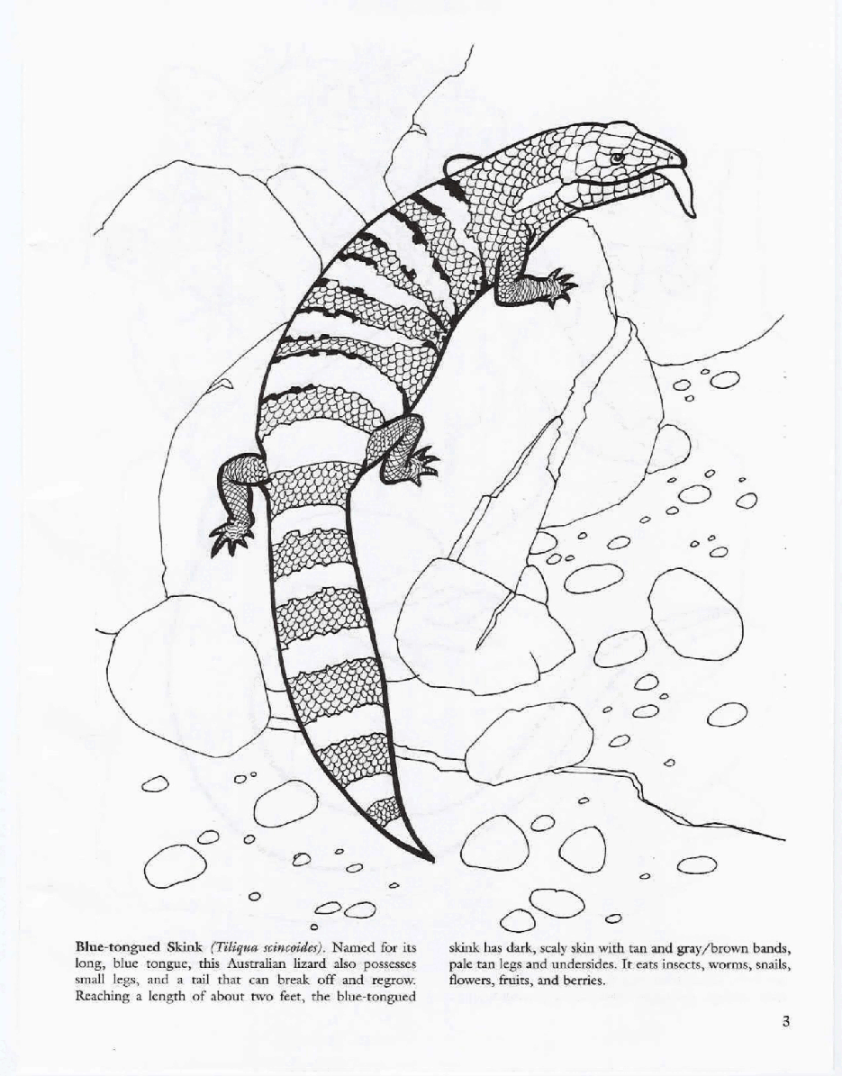 Dover Coloring Book - Lizards.pdf,第4页预览