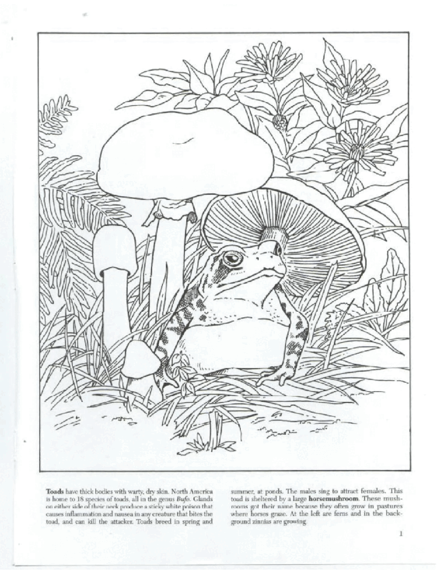 Dover Coloring Book - Backyard Nature Coloring Book (LQ).pdf,第3页预览