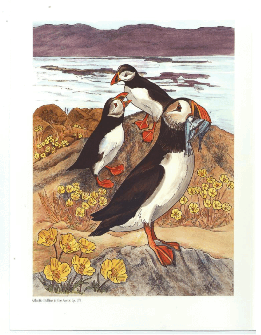Dover Coloring Book - Arctic and Antarctic Life.pdf,第2页预览