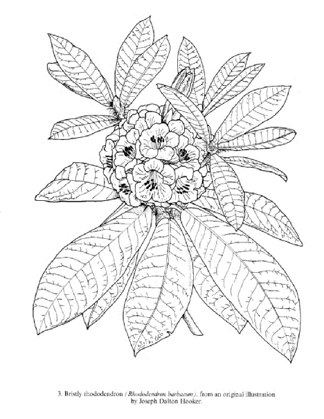 Color Your Own Great Flower Prints (Dover) (LQ).pdf,第4页预览