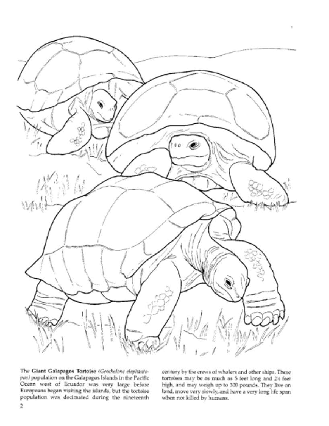 Dover Coloring Book - Amazing Animals (2002) (LQ).pdf,第4页预览