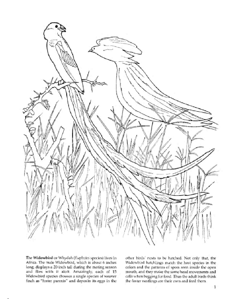 Dover Coloring Book - Amazing Animals (2002) (LQ).pdf,第3页预览