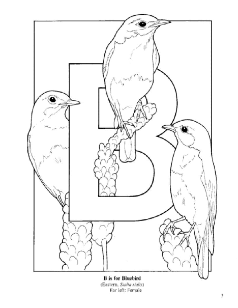 Dover Coloring Book - Birds Alphabet Coloring Book (LQ).pdf,第4页预览
