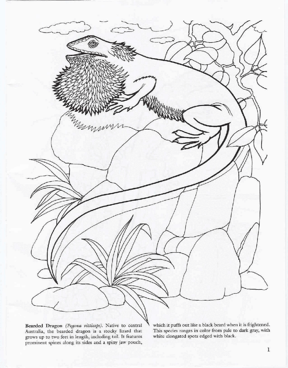 Dover Coloring Book - Lizards.pdf,第2页预览