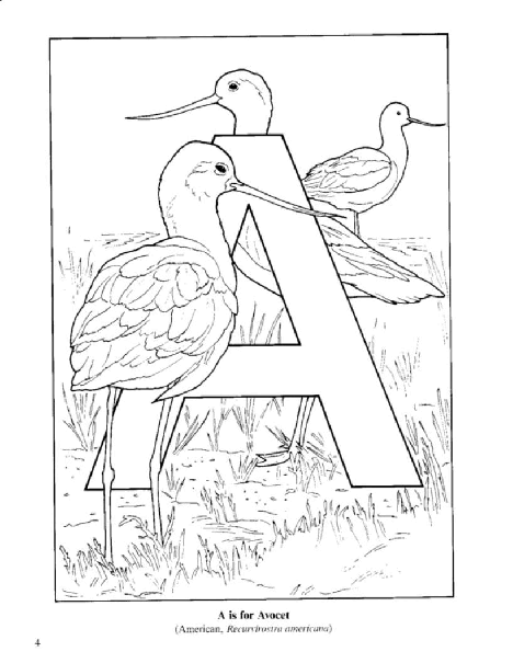 Dover Coloring Book - Birds Alphabet Coloring Book (LQ).pdf,第3页预览