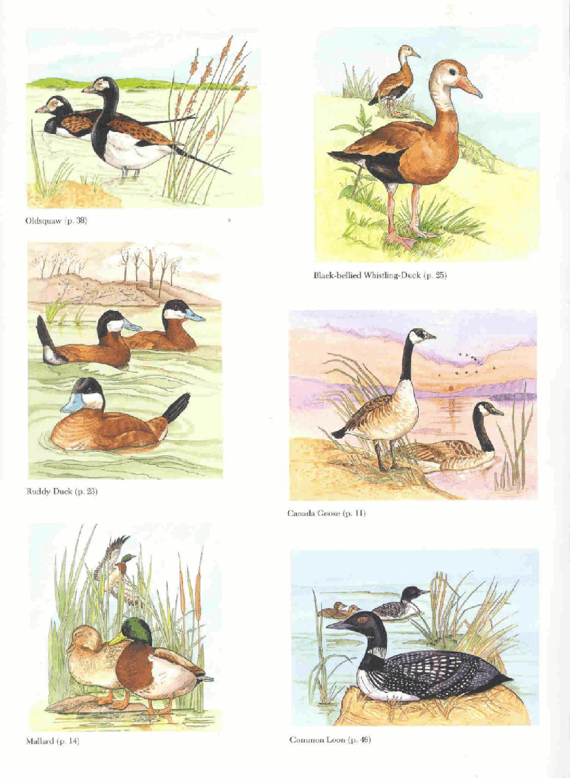 Dover Coloring Book - North American Ducks Geese and Swans (1996).pdf,第2页预览