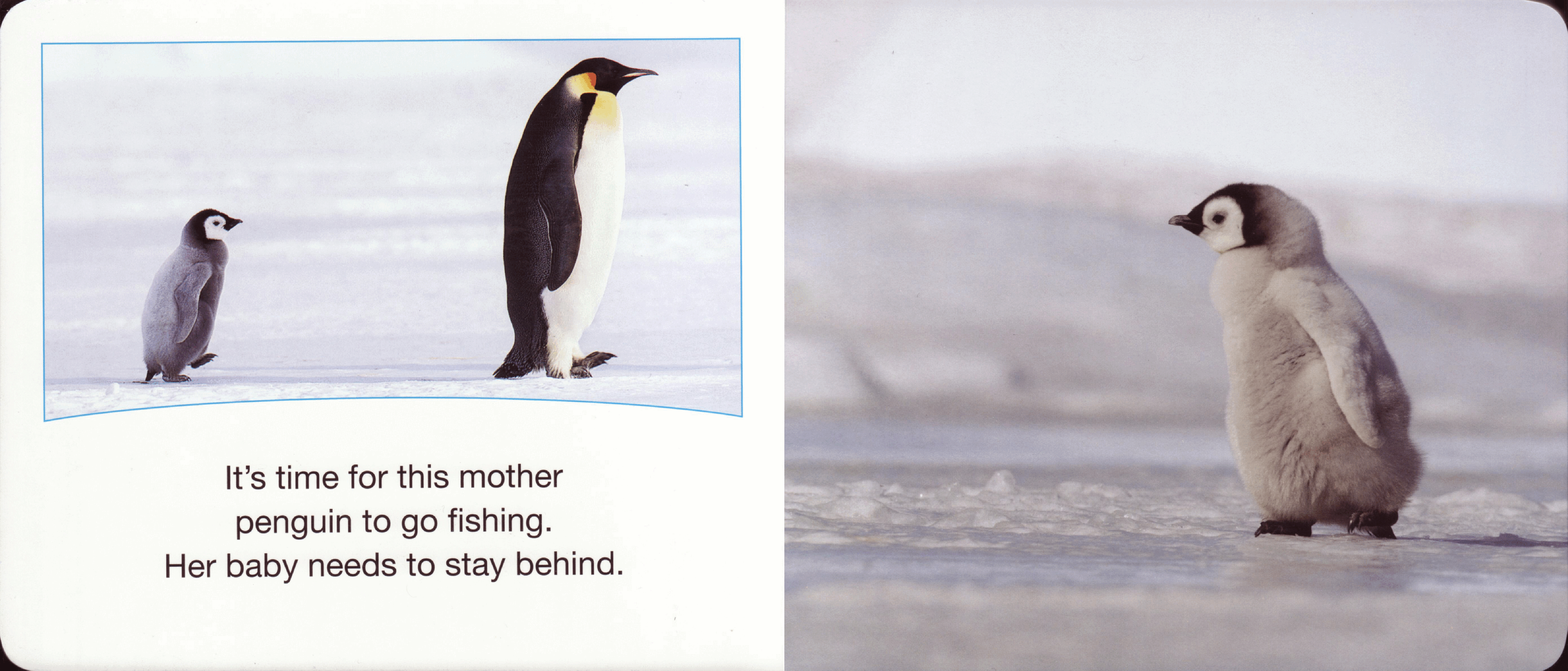 planet earth Baby Penguins Scholastic 2009-Jan 14p c2c (Brainiac).pdf,第3页预览
