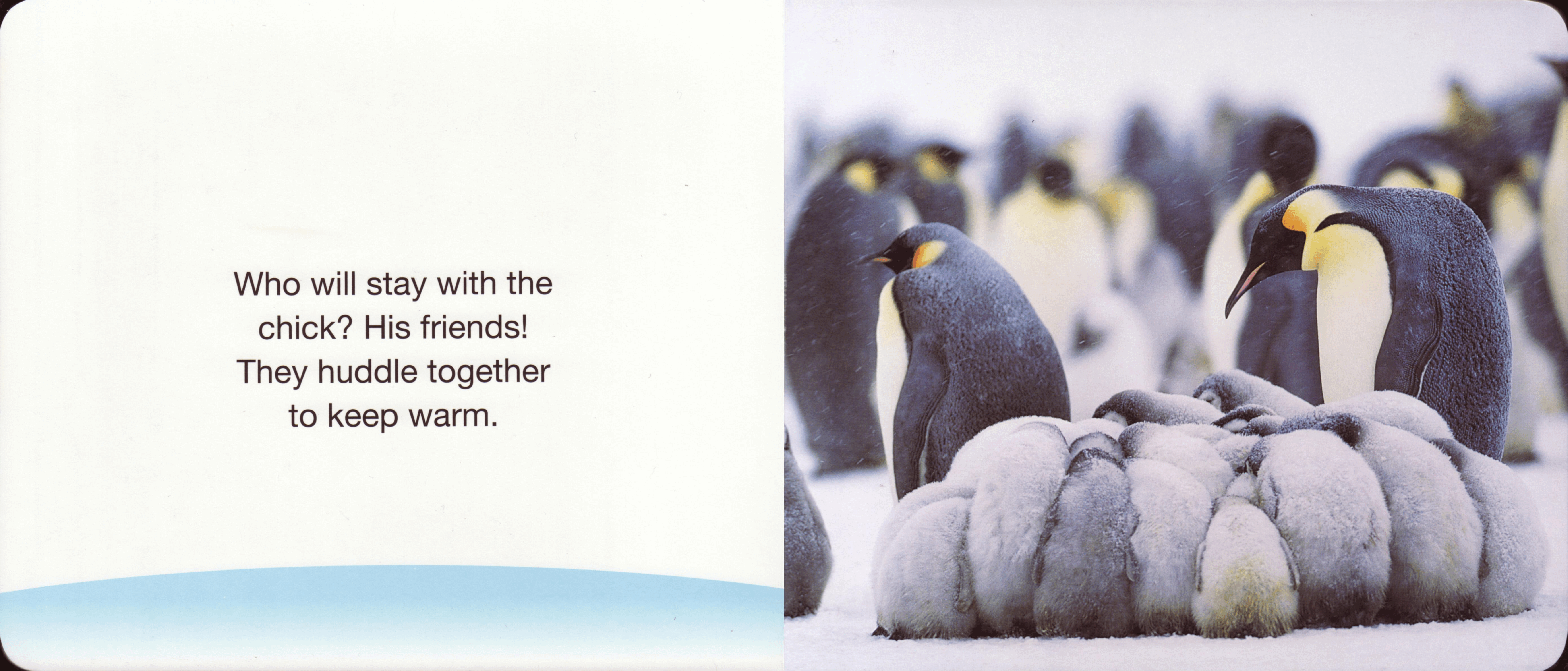 planet earth Baby Penguins Scholastic 2009-Jan 14p c2c (Brainiac).pdf,第4页预览