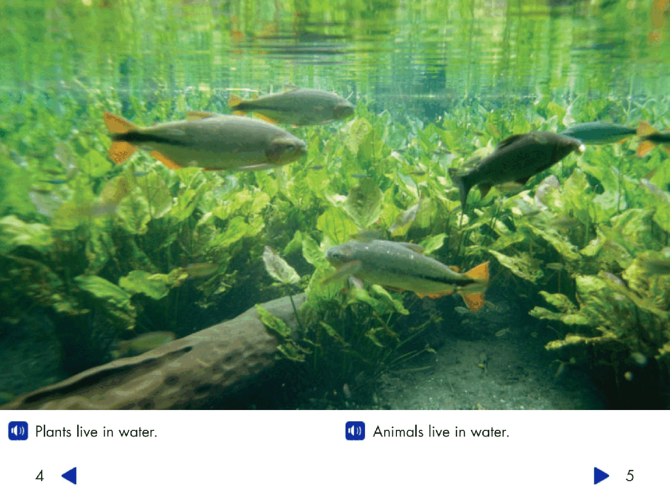 Pearson 0-6岁低幼读物Plants and Animals All Around.pdf,第4页预览
