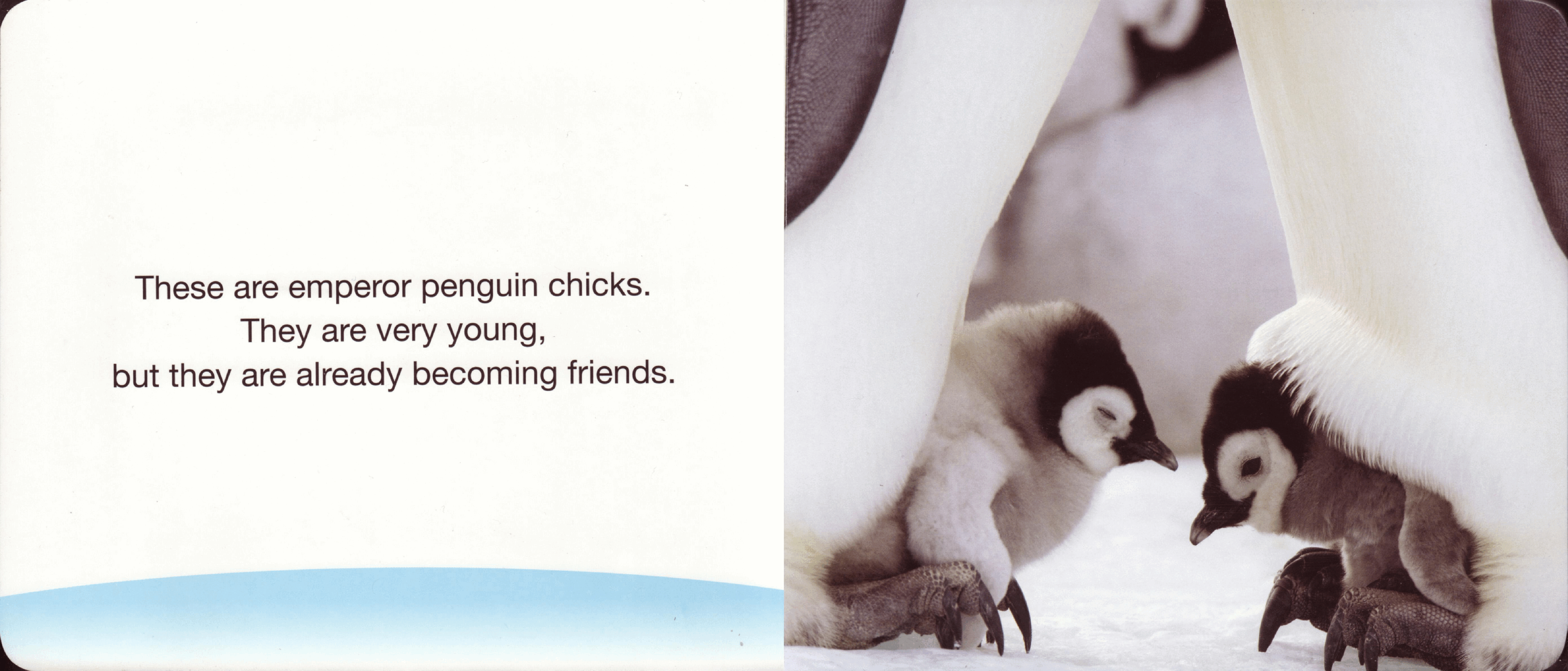 planet earth Baby Penguins Scholastic 2009-Jan 14p c2c (Brainiac).pdf,第2页预览