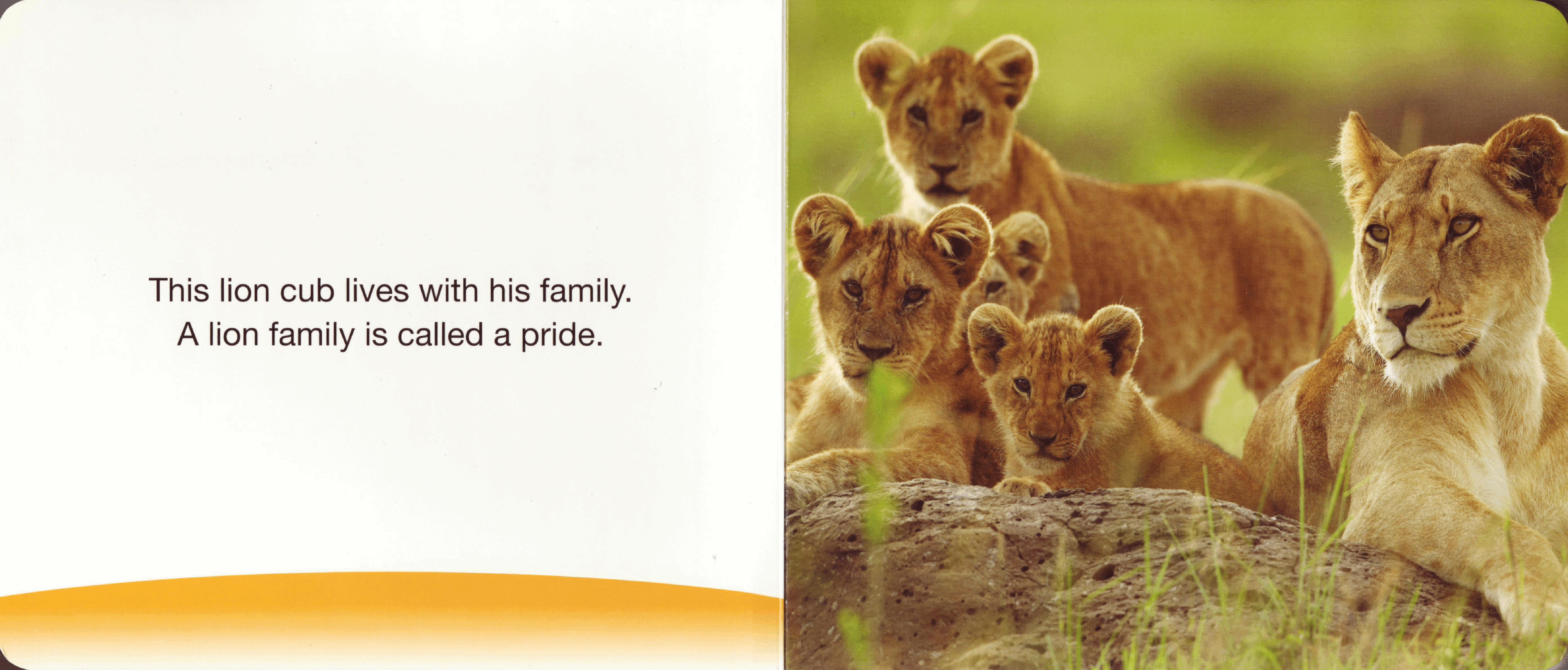 planet earth Lion Cubs (2009.Scholastic) (Brainiac).pdf,第2页预览